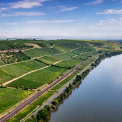 Panorama der Weinlagen Nierstein Pettenthal mit dem Rhein am rechten Bildrand