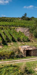 Panorama der Weinlagen Rheinhessen Siefersheimer Heerkretz