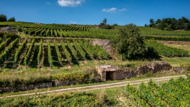 Panorama der Weinlagen Rheinhessen Siefersheimer Heerkretz