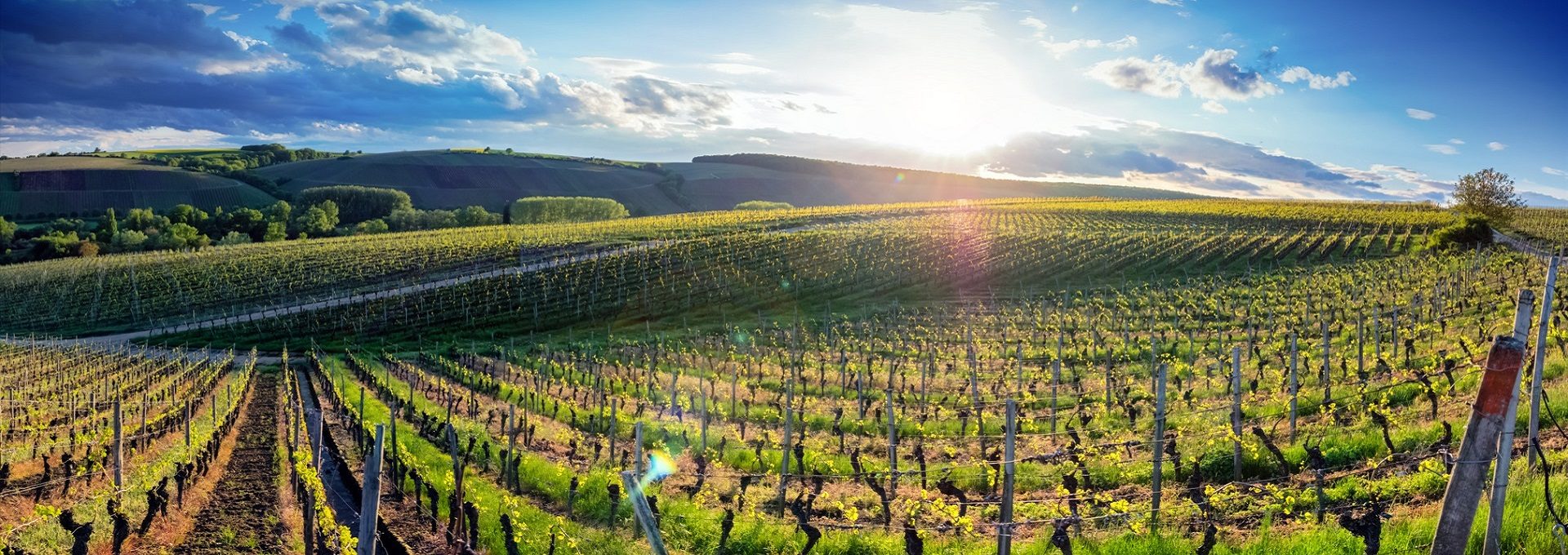 Rheinhessen Weinberg Panorama