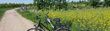 Landschaftsaufnahme Obstfeld Feldweg mit Fahrrad Mainz